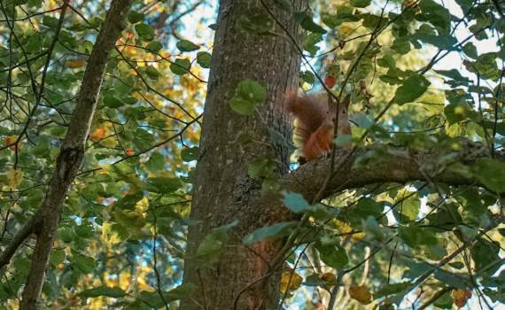 Иларионов день: 3 ноября — порог между осенью и зимой. Что можно и нельзя делать, приметы Иларионов день: 3 ноября — порог между осенью и зимой. Что можно и нельзя делать, приметы