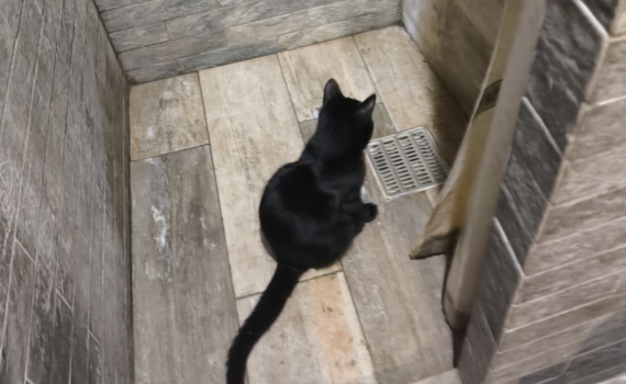 Не ванна и не кабина: тренд от дизайнеров США и ЕС, который изменит ваш санузел — но есть нюанс Не ванна и не кабина: тренд от дизайнеров США и ЕС, который изменит ваш санузел — но есть нюанс