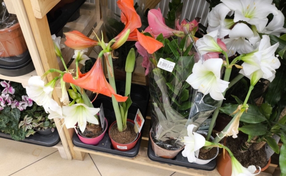 Ещё не поздно: как ухаживать за амариллисом в декабре, чтобы увидеть цветение к празднику