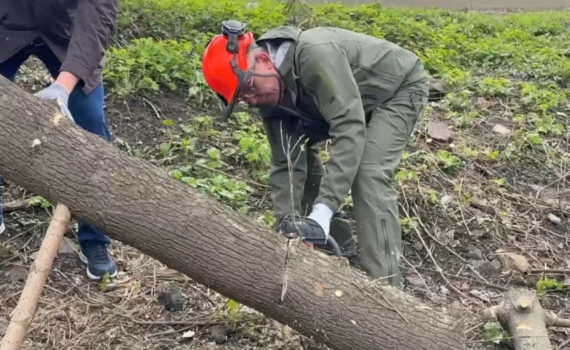 Щепки летят: Дмитрий Миляев вышел на Всероссийский субботник с бензопилой Щепки летят: Дмитрий Миляев вышел на Всероссийский субботник с бензопилой